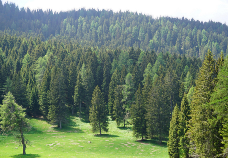 Land und Forst Betriebe Österreich